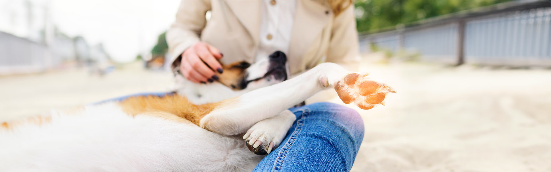 Spálené labky u psa: Prevencia a ako popáleniny liečiť